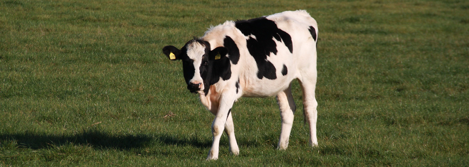 Course Image Soins aux animaux - Lait