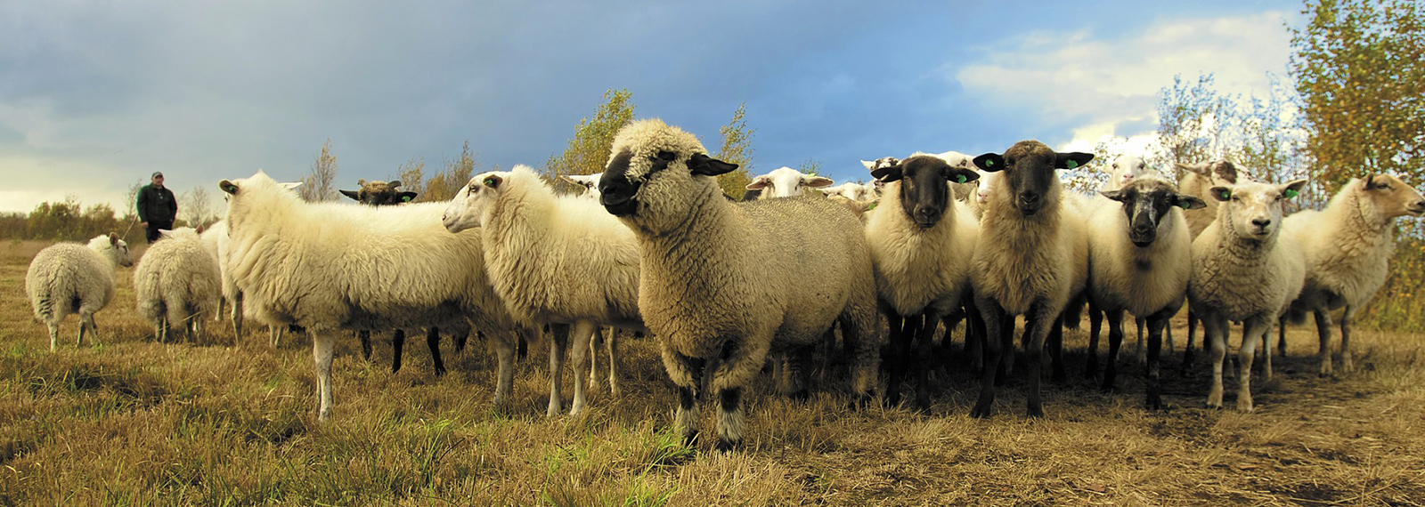 Course Image Opérations de production animale - Ovins