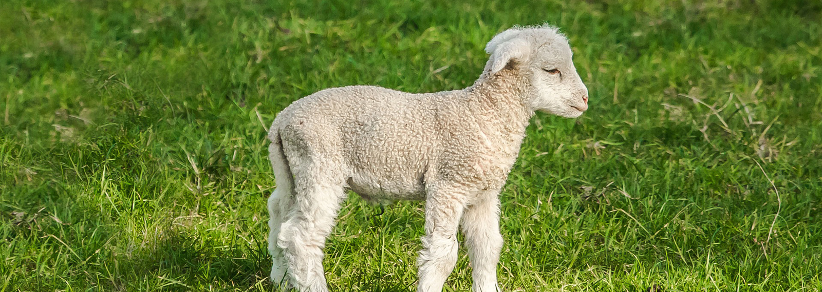 Course Image Reproduction des animaux - Ovins