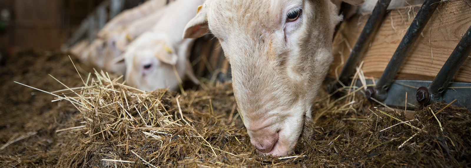 Course Image Alimentation des animaux - Ovins