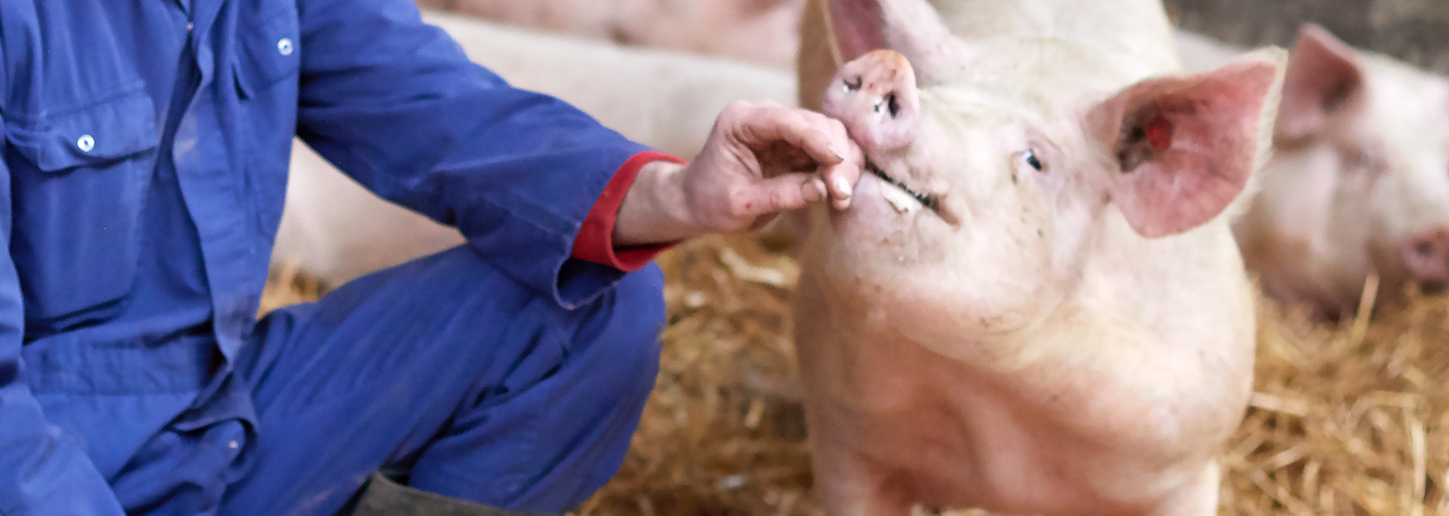 Course Image Alimentation des animaux - Porc